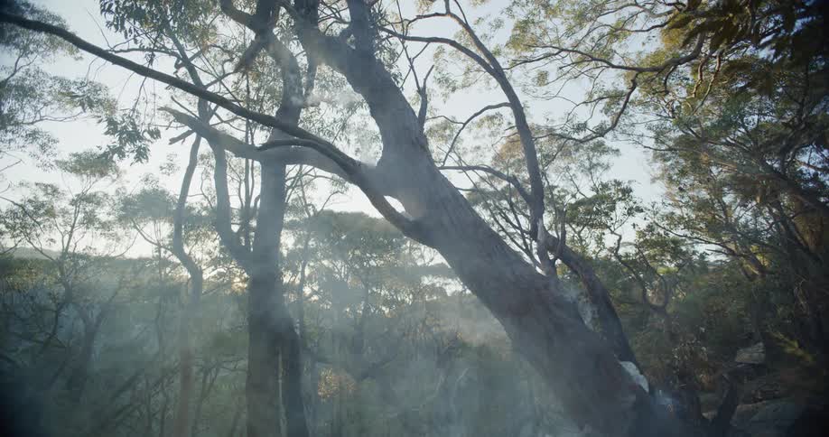 A clip of smokes in the woods
