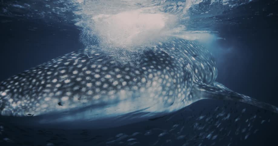 Whale Shark with fish