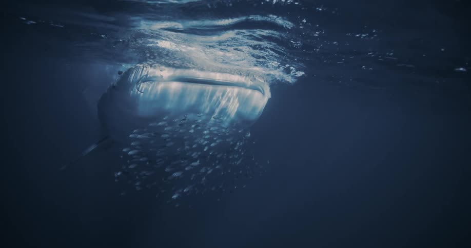 Whale Shark Feeding