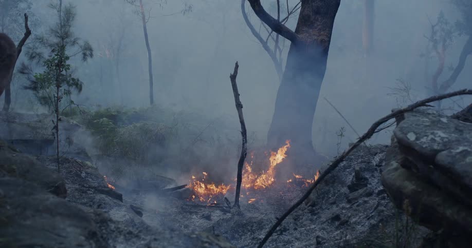 Forest area with smoke and small flames visible with a light fire