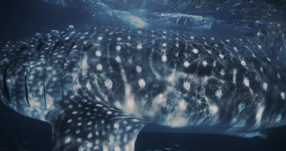 Whale Shark textures