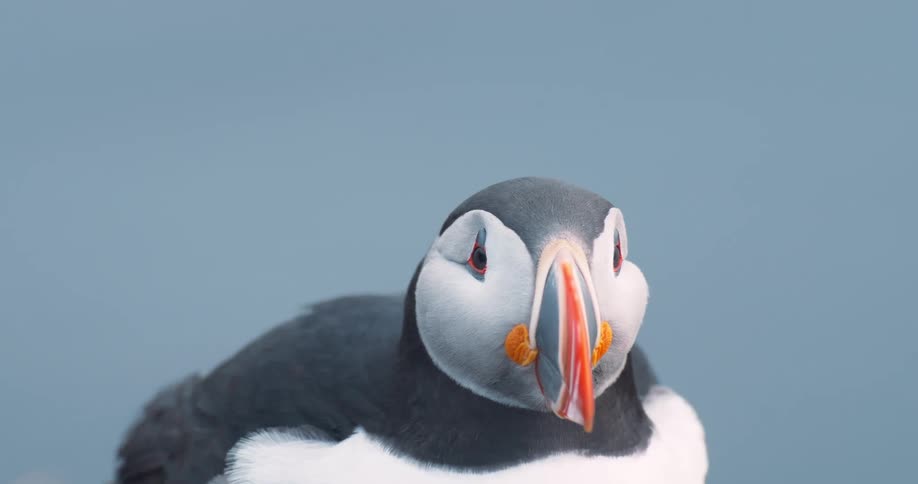 Close up of a puffin