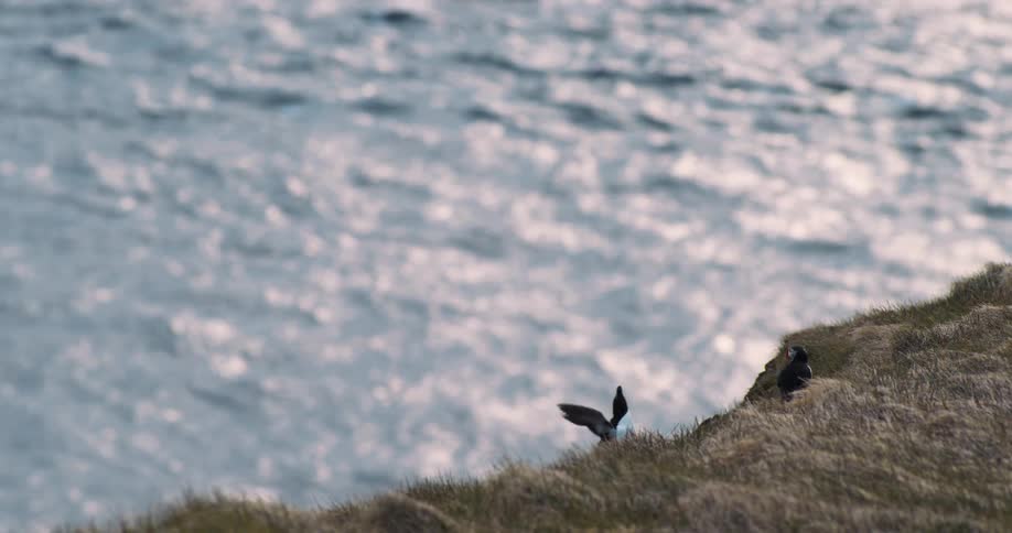 Birds flying along the coast and above the sea