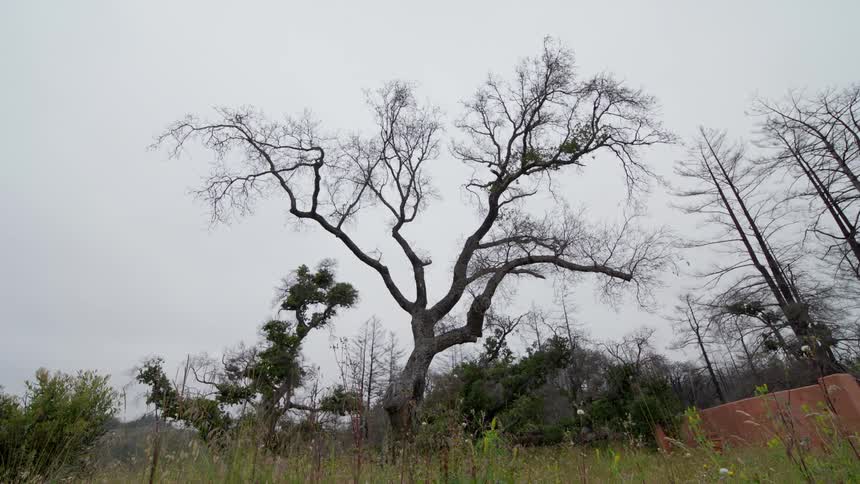 A large bare tree stands in a field with a cloudy sky in the background