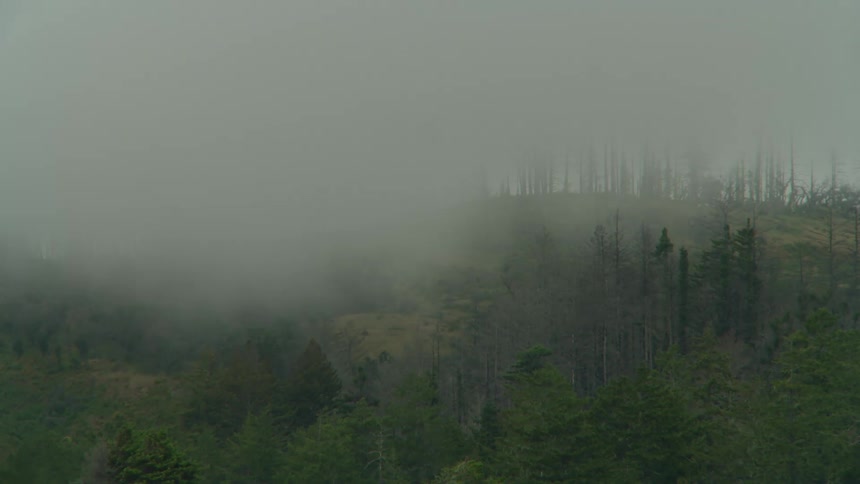 A dense forest shrouded in fog with trees barely visible through the thick mist