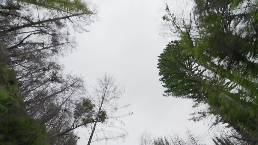 Tall green trees are under the cloudy sky