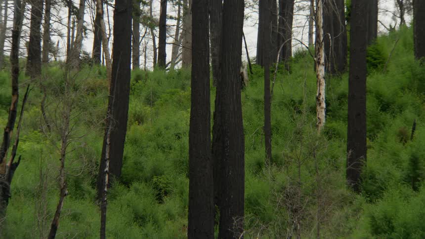 The hill is covered with trees
