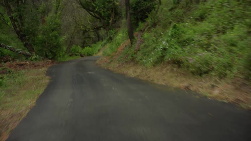 A paved road winds through a dense lush forest