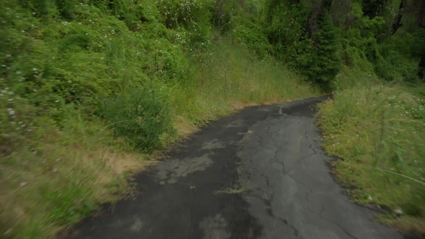 Point of view moving down a narrow street in a forest