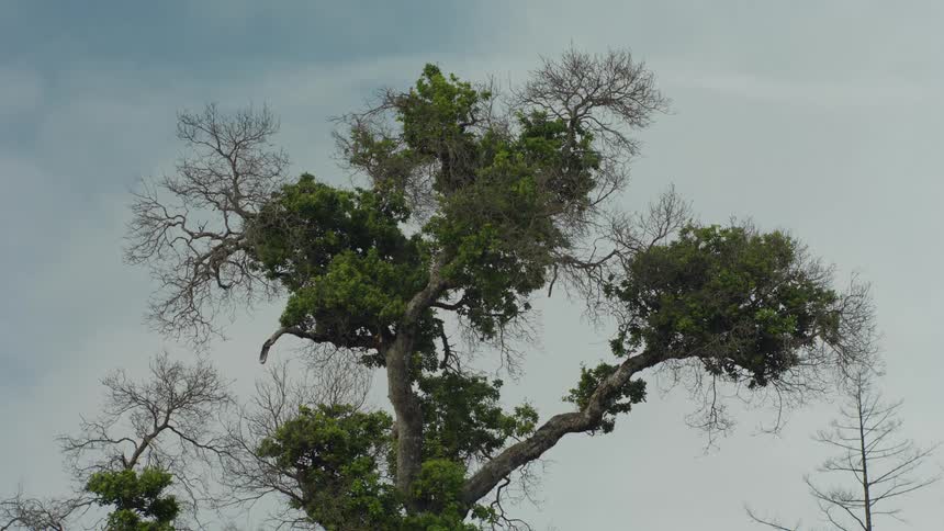 A large tree with sparse foliage against a cloudy sky