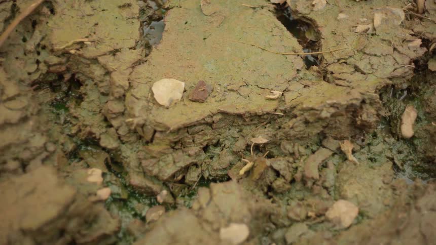 A closeup of cracked mud with small rocks and debris embedded in it