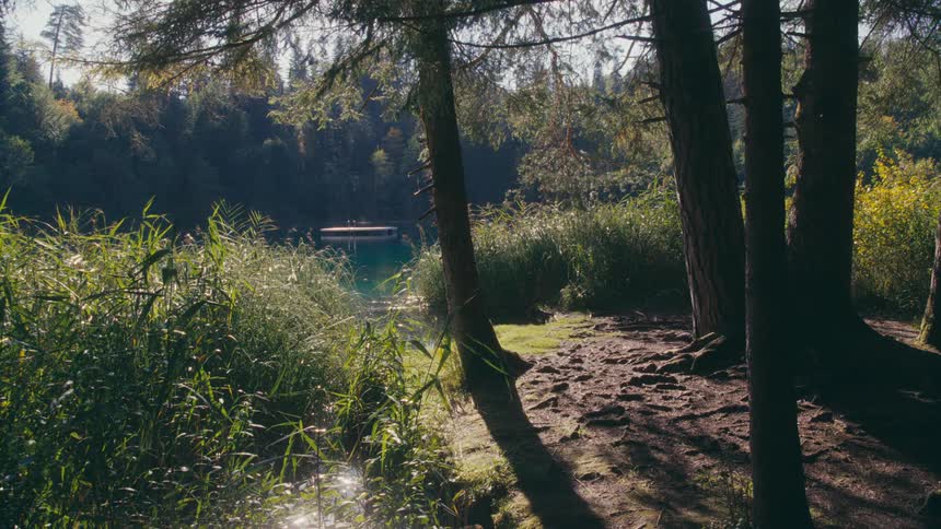 A floating dock sits on a pond within a thick grove of trees