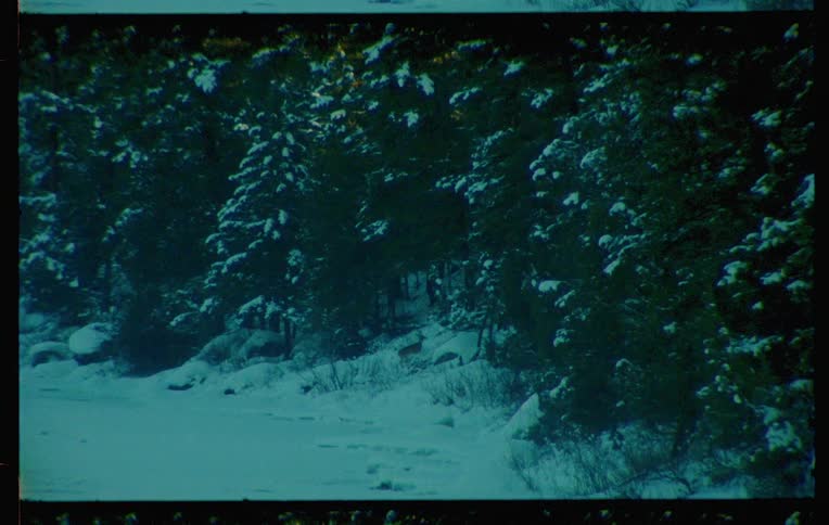 A family of deer enters a dense snowy forest captured on vintage film