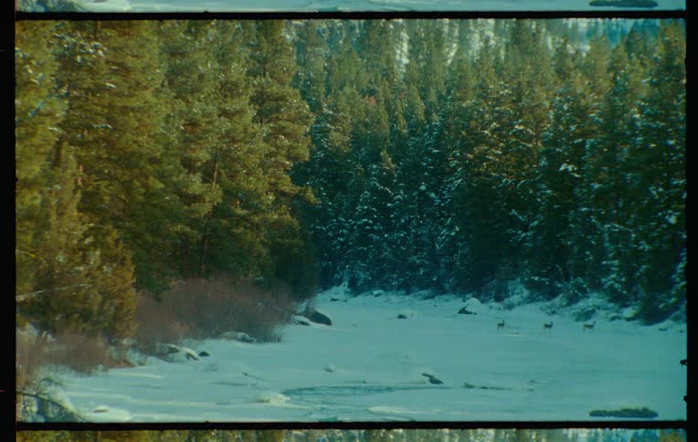 Deer walk through a winter landscape with snowcovered coniferous trees