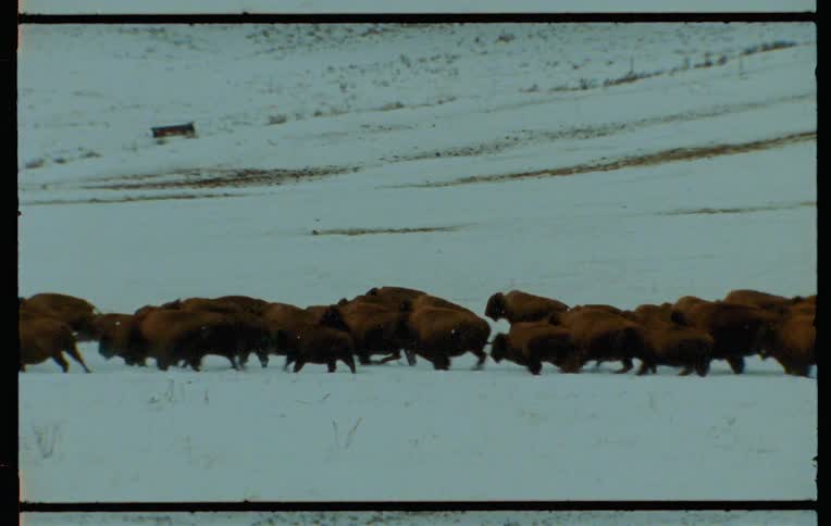 A herd of bison stampeding