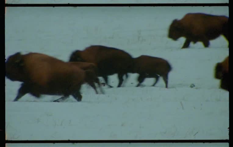 A herd of bison walks through a snowy field