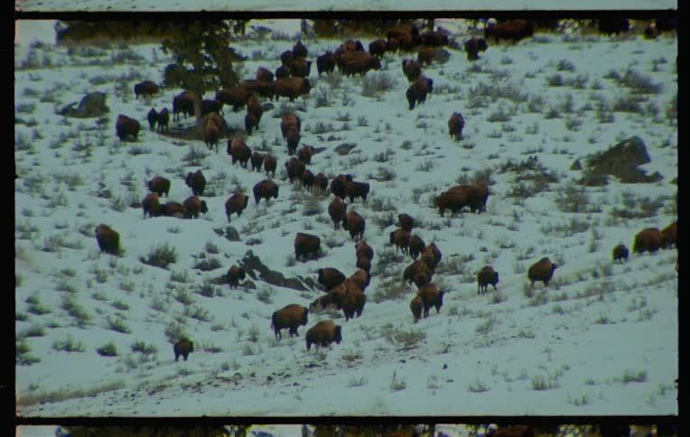 Panorama of a group of bison walking through a snowy environment
