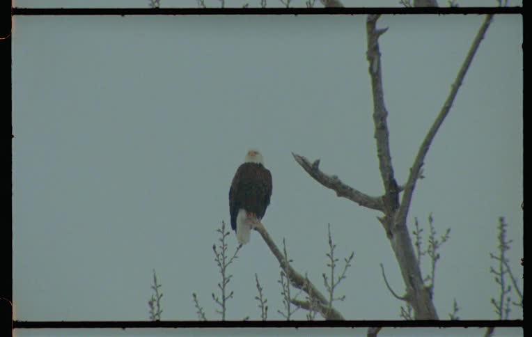A bald eagle perched on a tree branch captured on vintage film