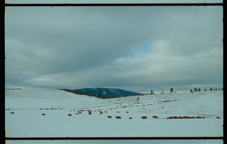 A herd of migrating bison