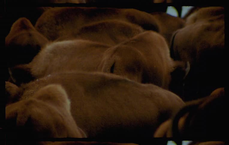 A closeup view of a herd of bison showing their thick dark brown fur and rounded backs