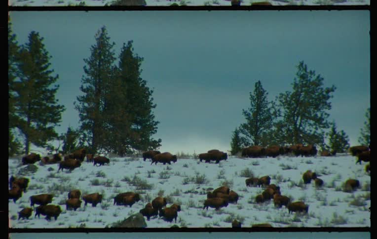A herd of bison grazing in a snowy field with trees in the background