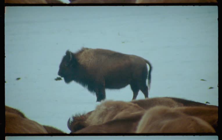 Group of bison with one isolated in the background against a snowy landscape
