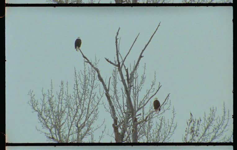 Two eagles perched on separate branches of a leafless tree