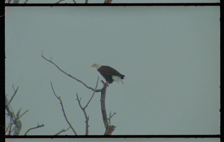 Eagle on the peak of a leafless tree
