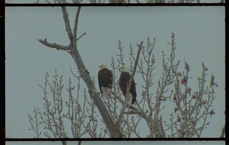 Two bald eagles are perched on a tree branch on a foggy day