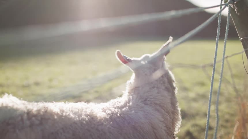 A curious sheep gazes into the distance bathed in the warm glow of the setting sun
