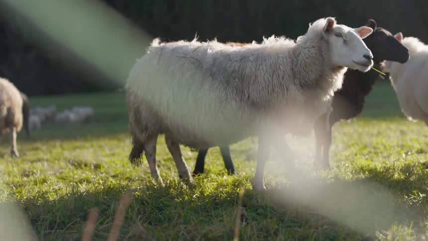Several sheep in a field