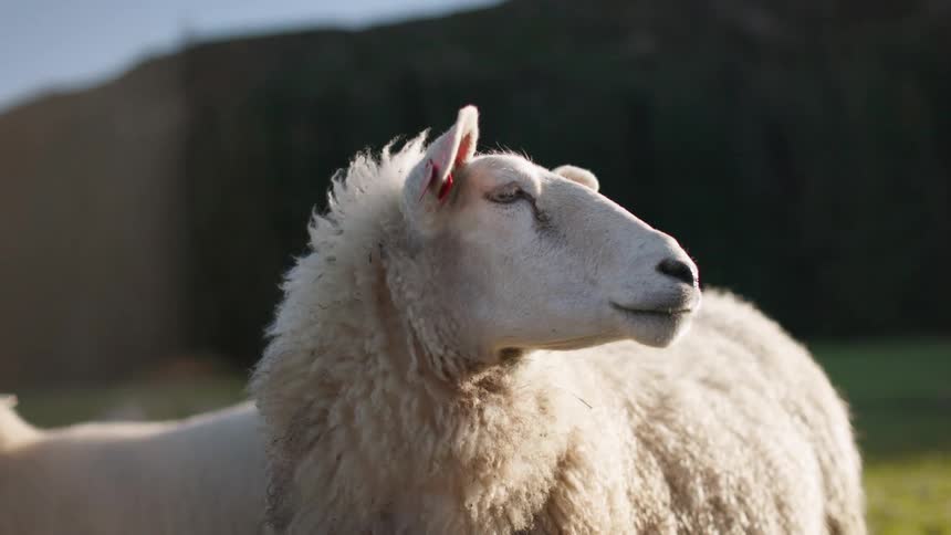 A close up clip of a sheep