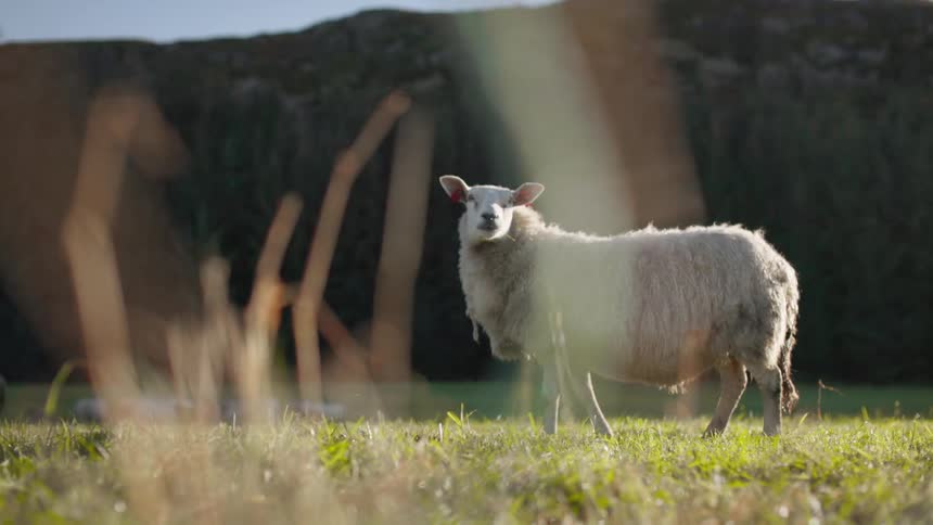 One sheep standing in the grass in front of a herd in the valley by the mountain
