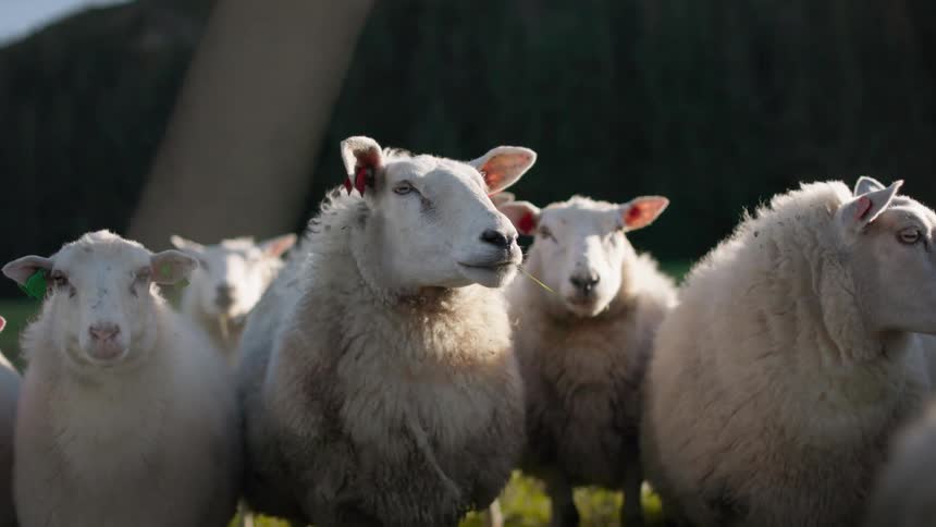 Group of sheep in a pasture