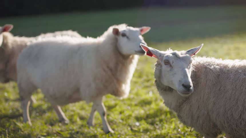 Sheep on the grass of a farm