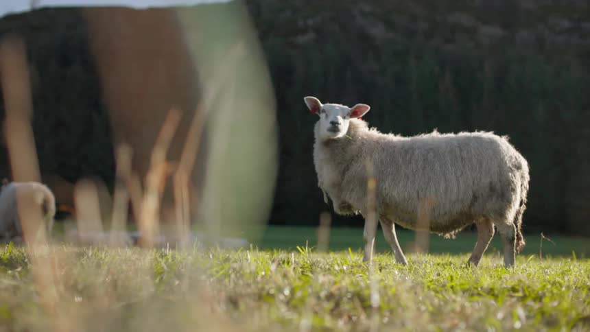 A curious sheep gazes into the distance bathed in the warm glow of the setting sun