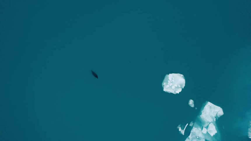 A dark boat floats along water close to some icebergs