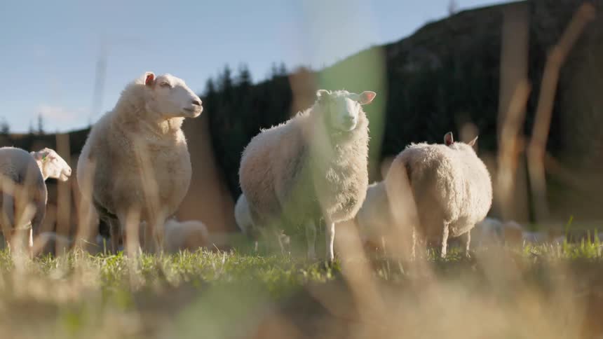 Sheep walking in a grass pasture