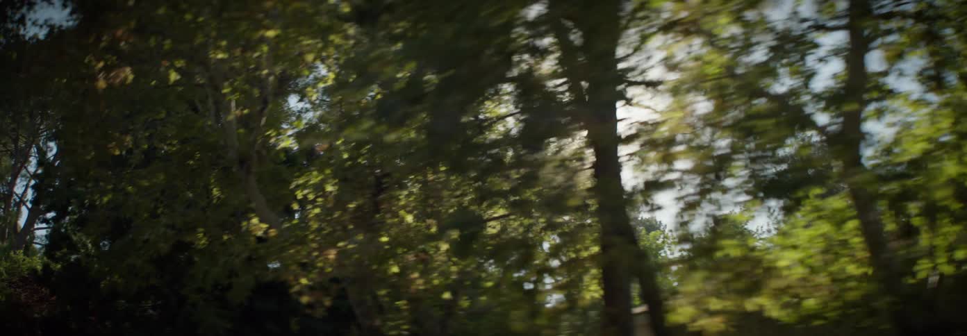 The sun is shining in through the trees