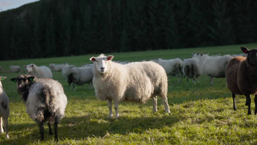 Some of the sheep in a pasture near the forest stand and stare
