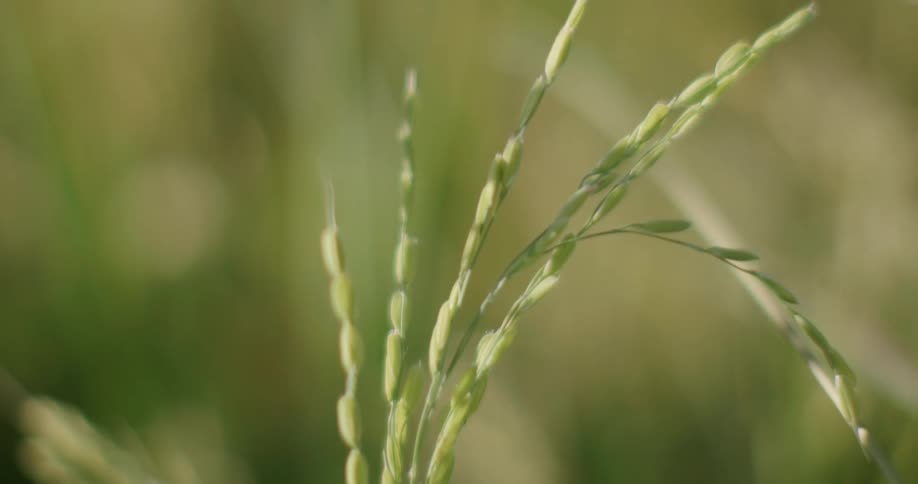 A small plant with seeds on its stems grows on a grassland