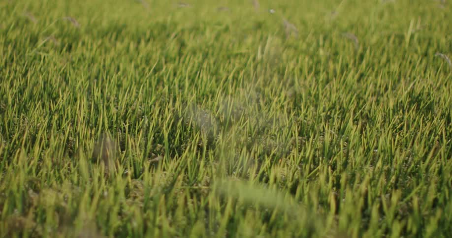 Blades of grass gently with weeds in the breeze