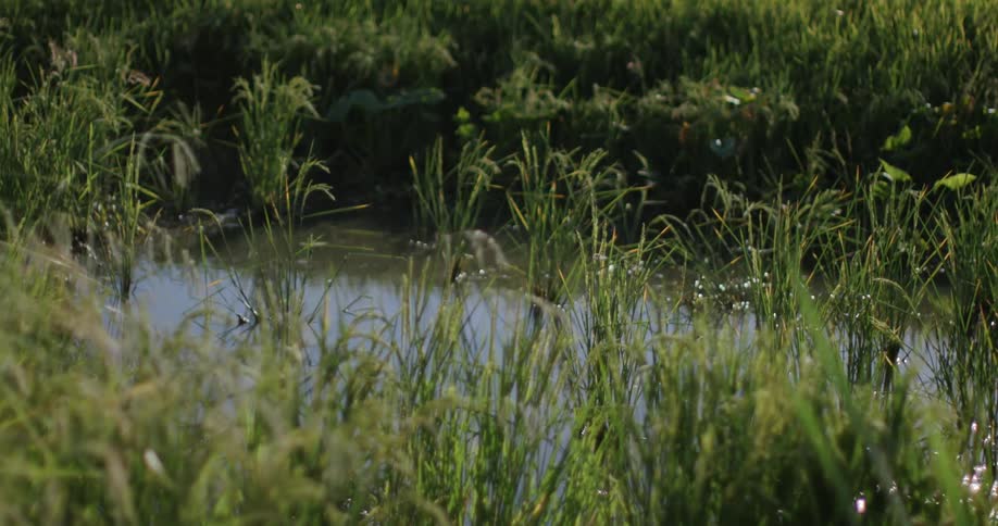 Fish swim near the surface of a stream passing through an overgrown field on a summer day