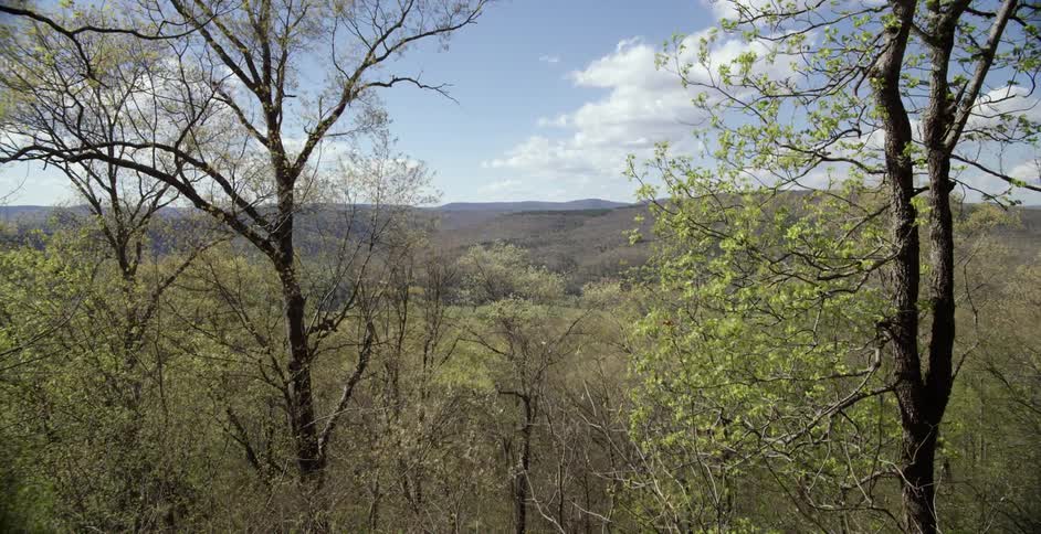 The breeze blows through some trees with mountains in the distance