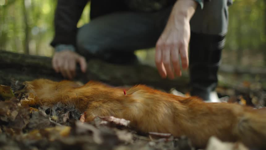 Person removing a red pin from a dead animal in a forest