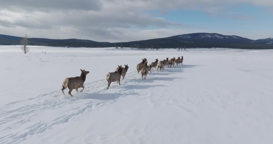 A herd of elk trots across a snowy field