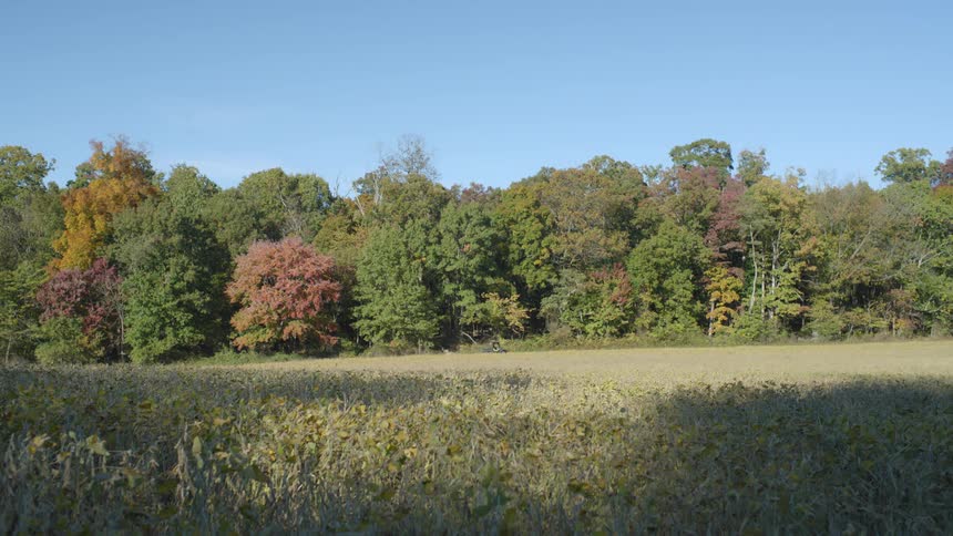 Car drives across the field just in front of the forest under a clear blue sky