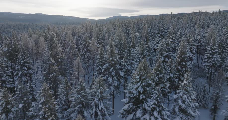 Snowy pines in a forest