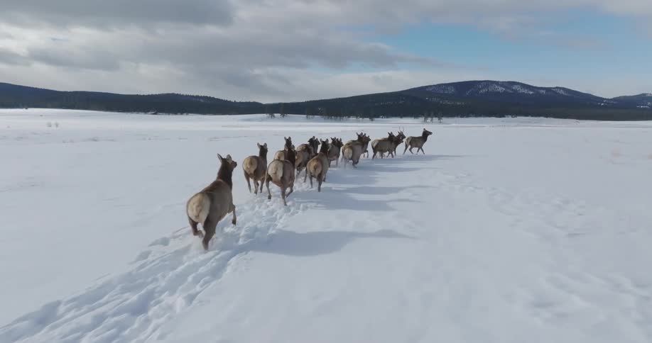 Deer running in the same direction through the snow