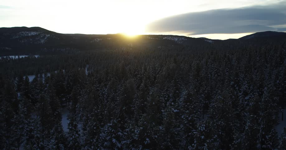 Aerial of an evergreen forest on a winter day at sunset